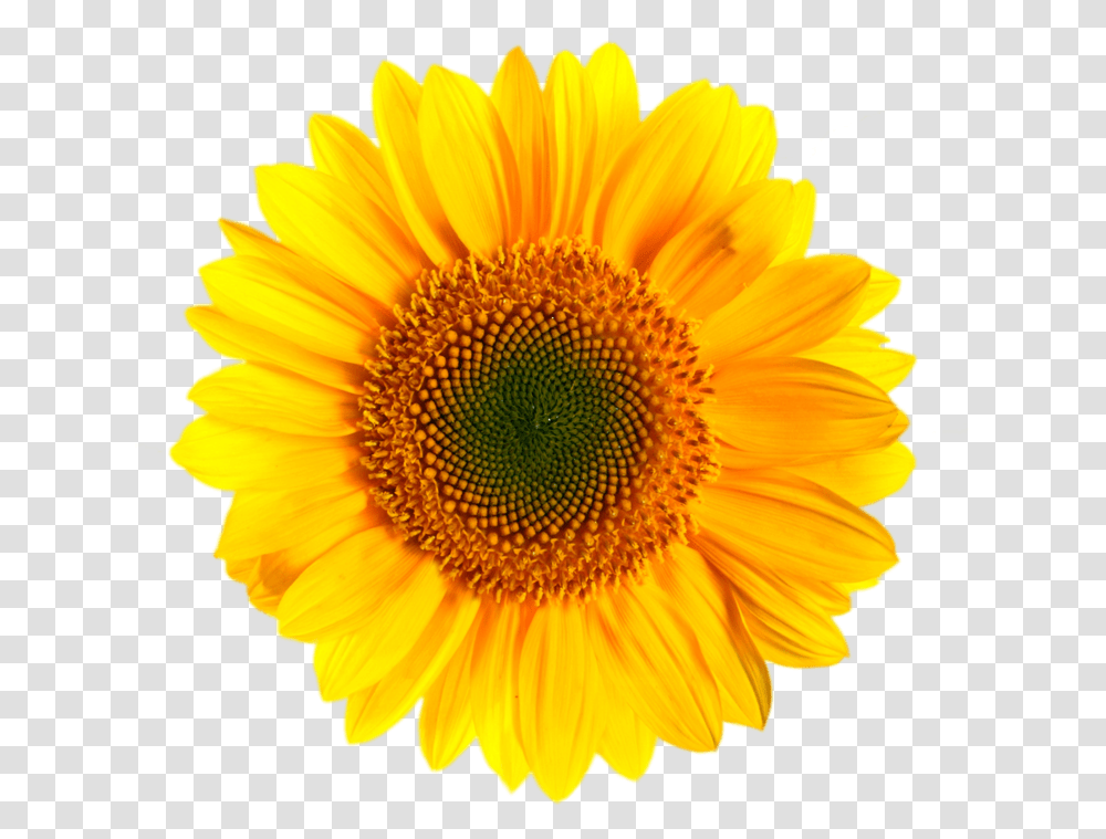 Detail Sunflower Transparent Nomer 17