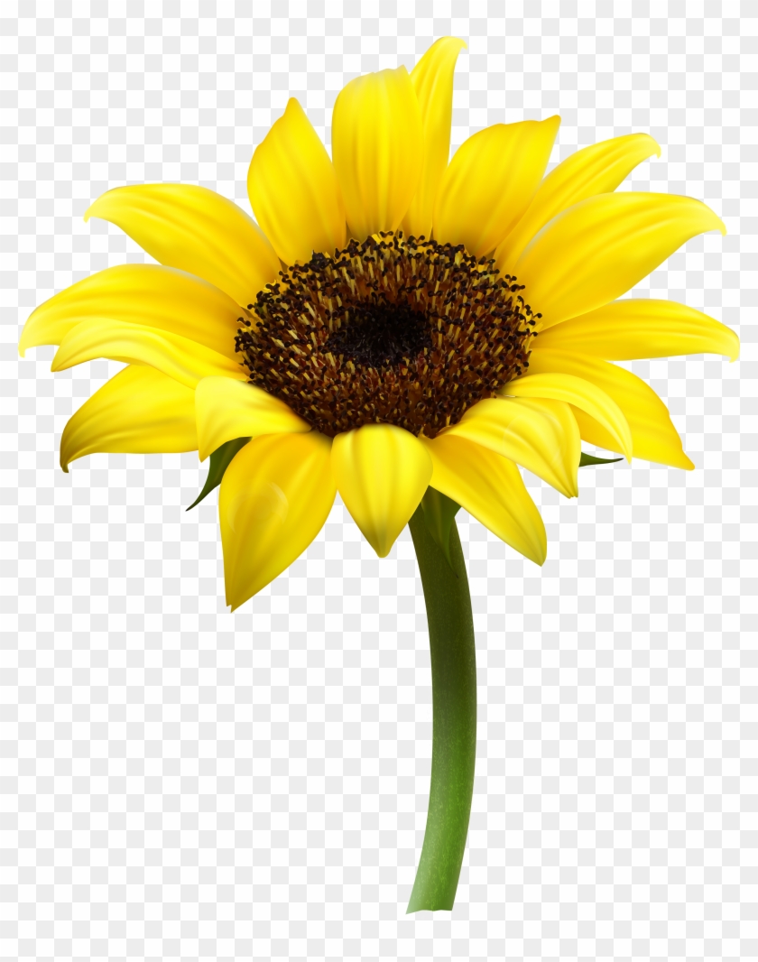Detail Sunflower Transparent Background Nomer 7