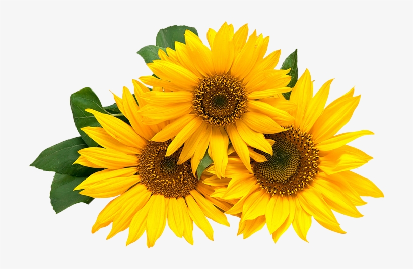 Detail Sunflower Transparent Png Nomer 9