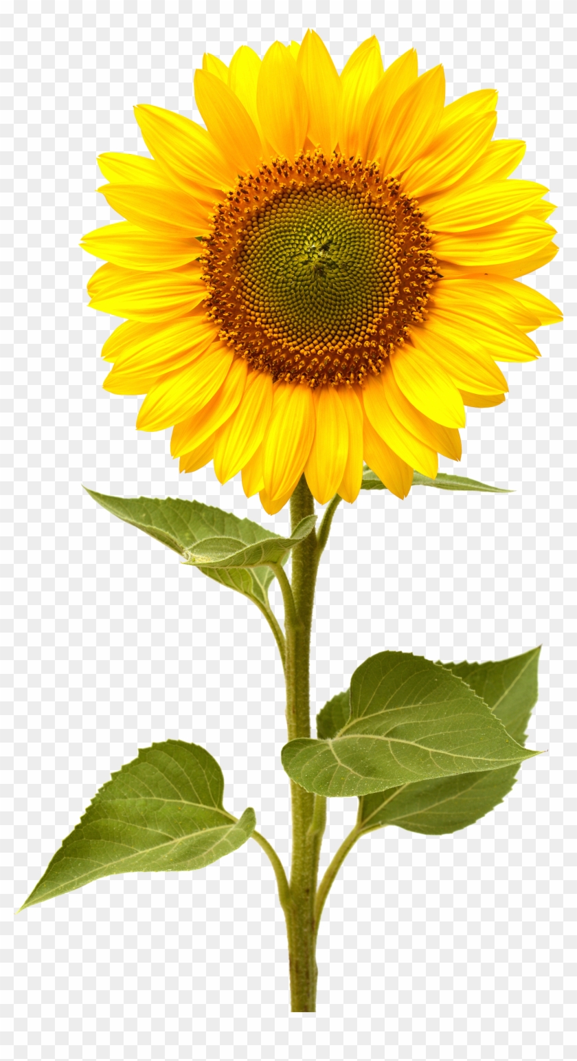 Detail Sunflower Transparent Png Nomer 22