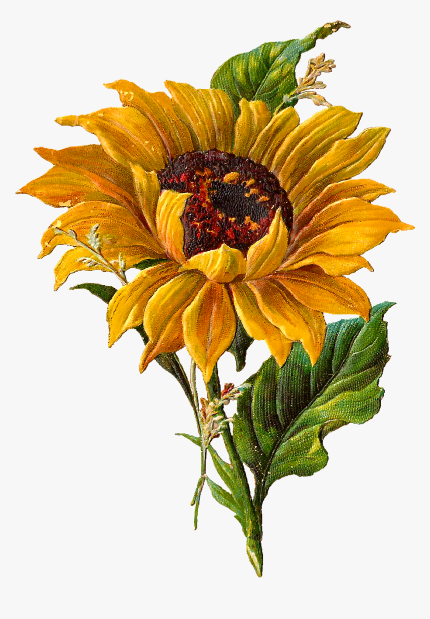 Detail Sunflower Transparent Png Nomer 23