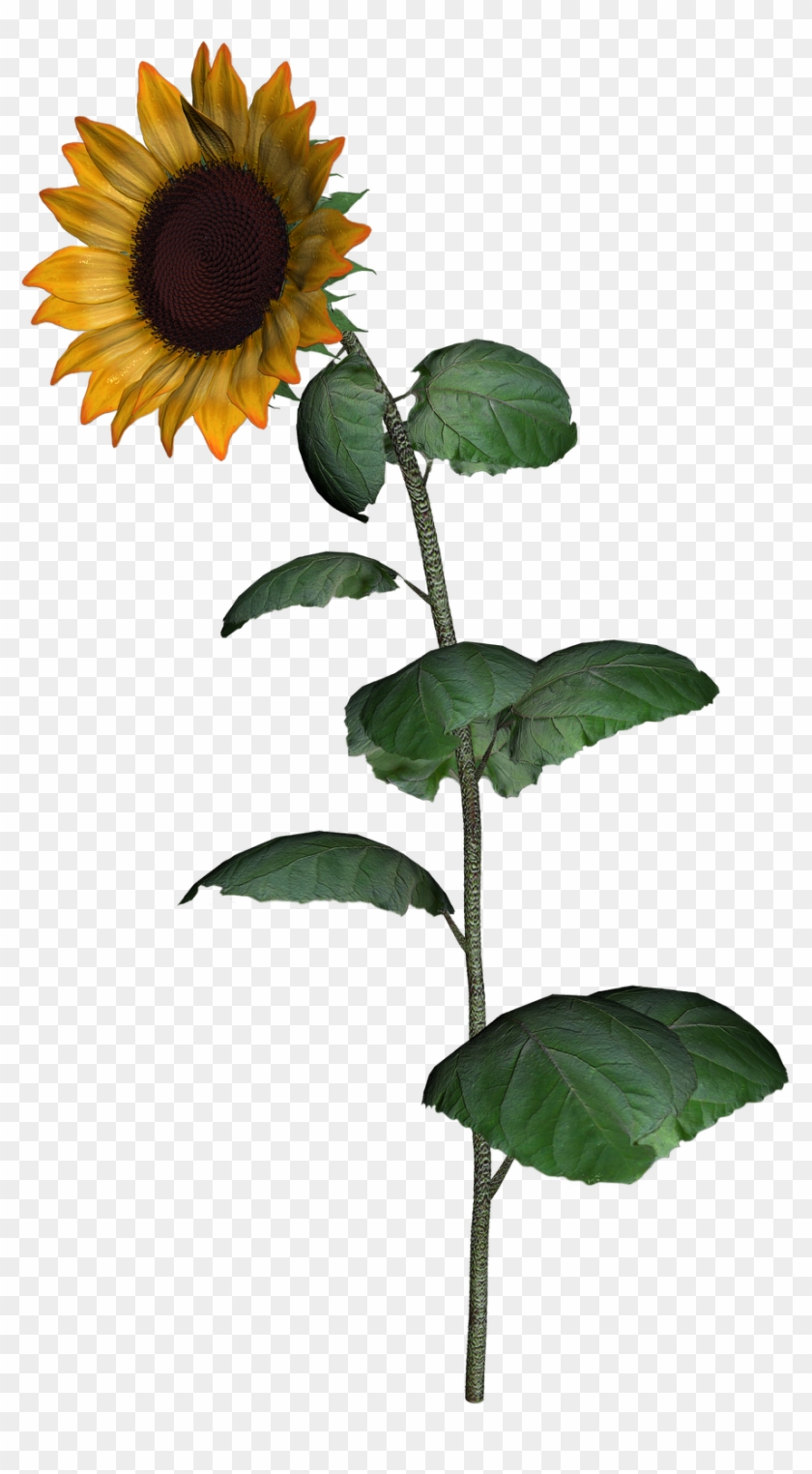 Detail Sunflower Transparent Png Nomer 26