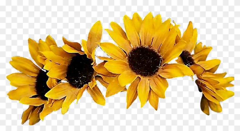 Detail Sunflower Transparent Png Nomer 34