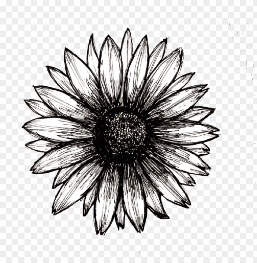 Detail Sunflower Transparent Png Nomer 35