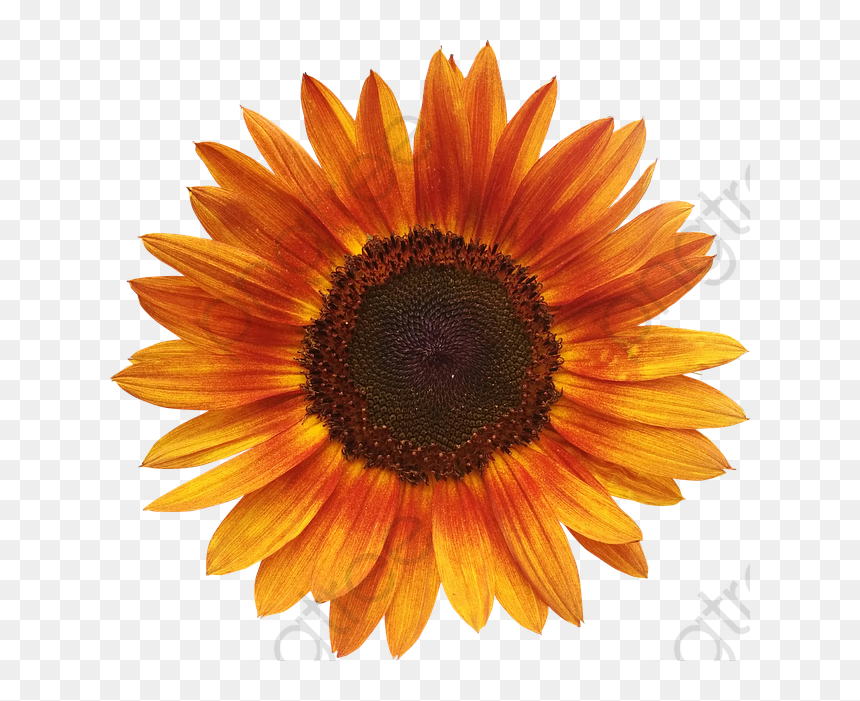 Detail Sunflower Transparent Png Nomer 45