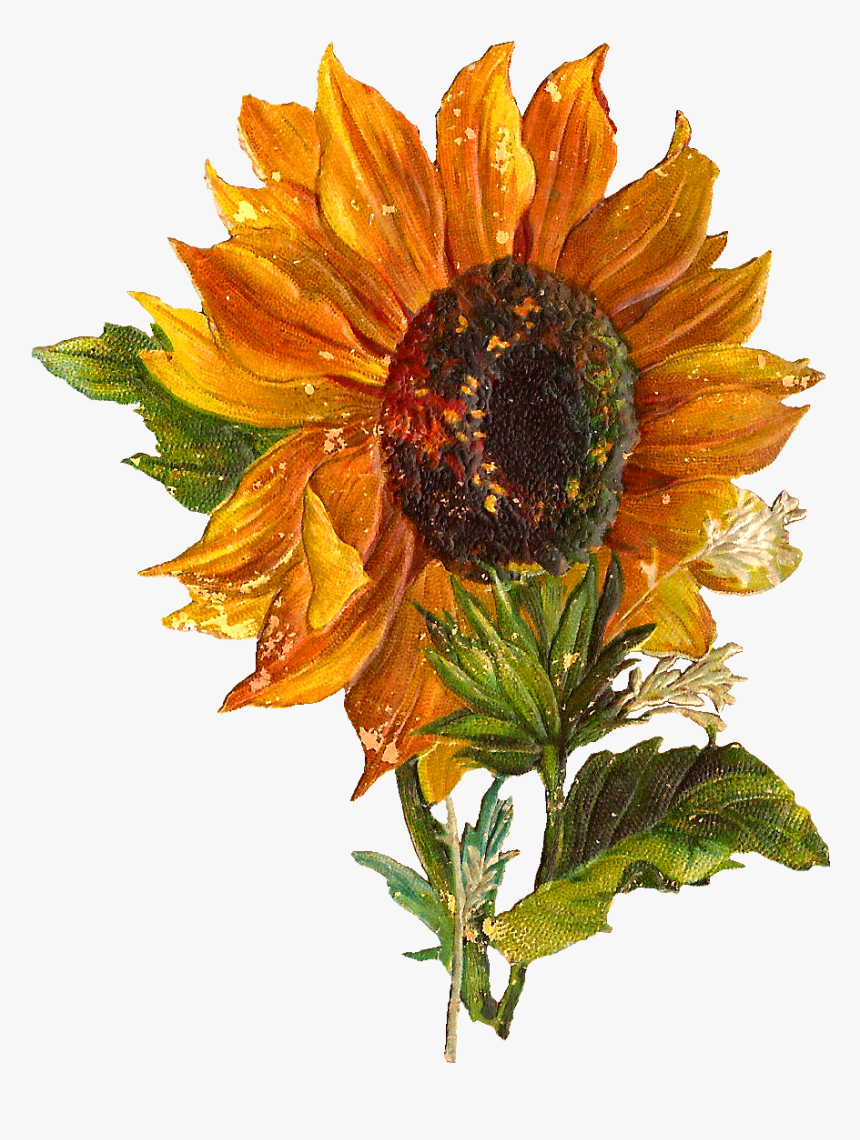 Detail Sunflower Transparent Png Nomer 50