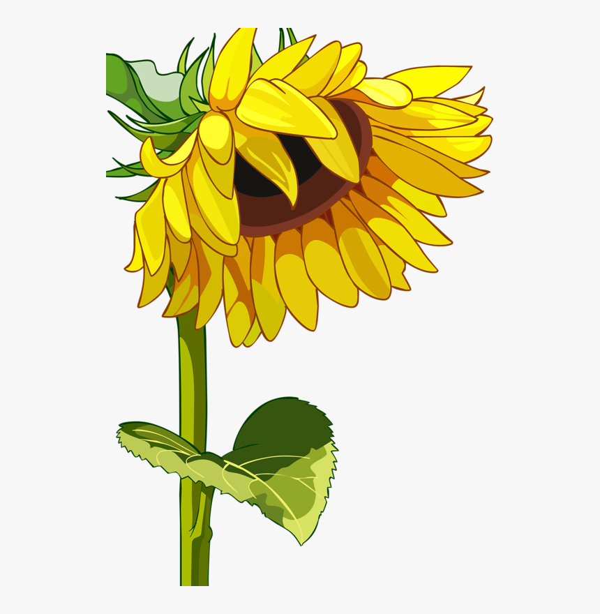 Detail Sunflower Vector Png Nomer 30