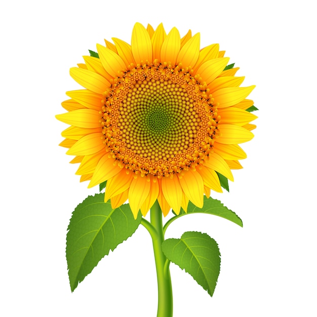 Detail Sunflower Vector Png Nomer 36