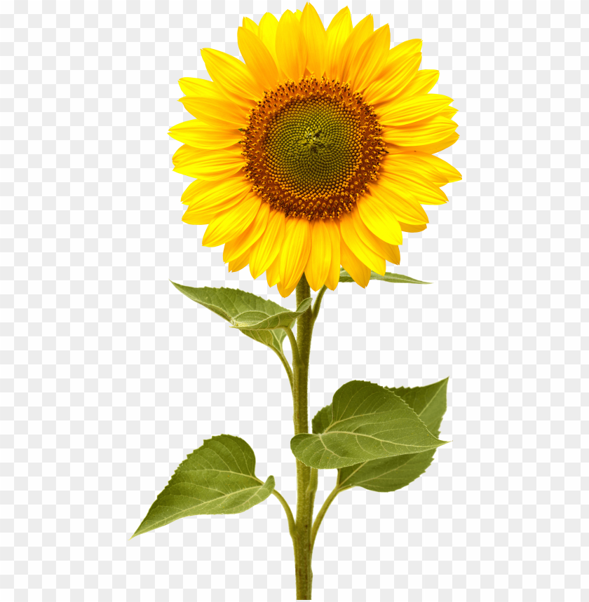 Detail Sunflower Vector Png Nomer 7