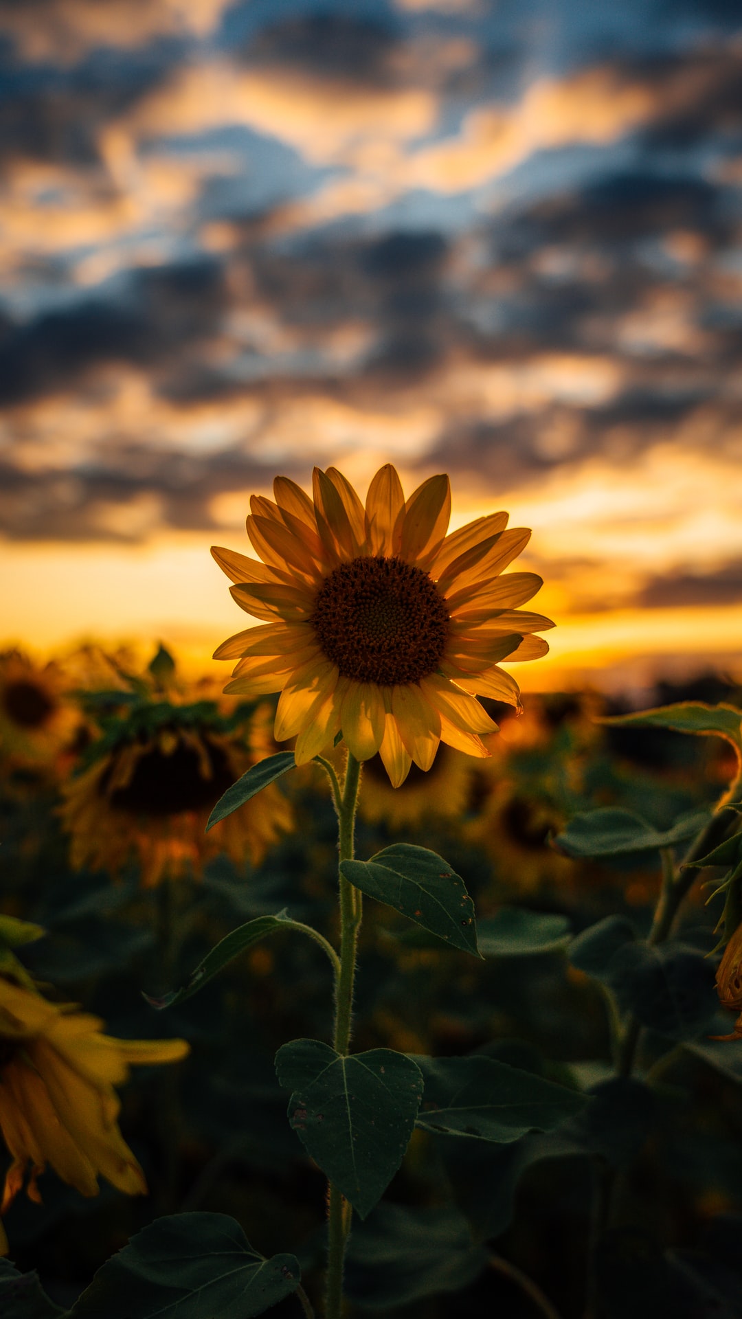 Sunflower Wallpaper Hd - KibrisPDR