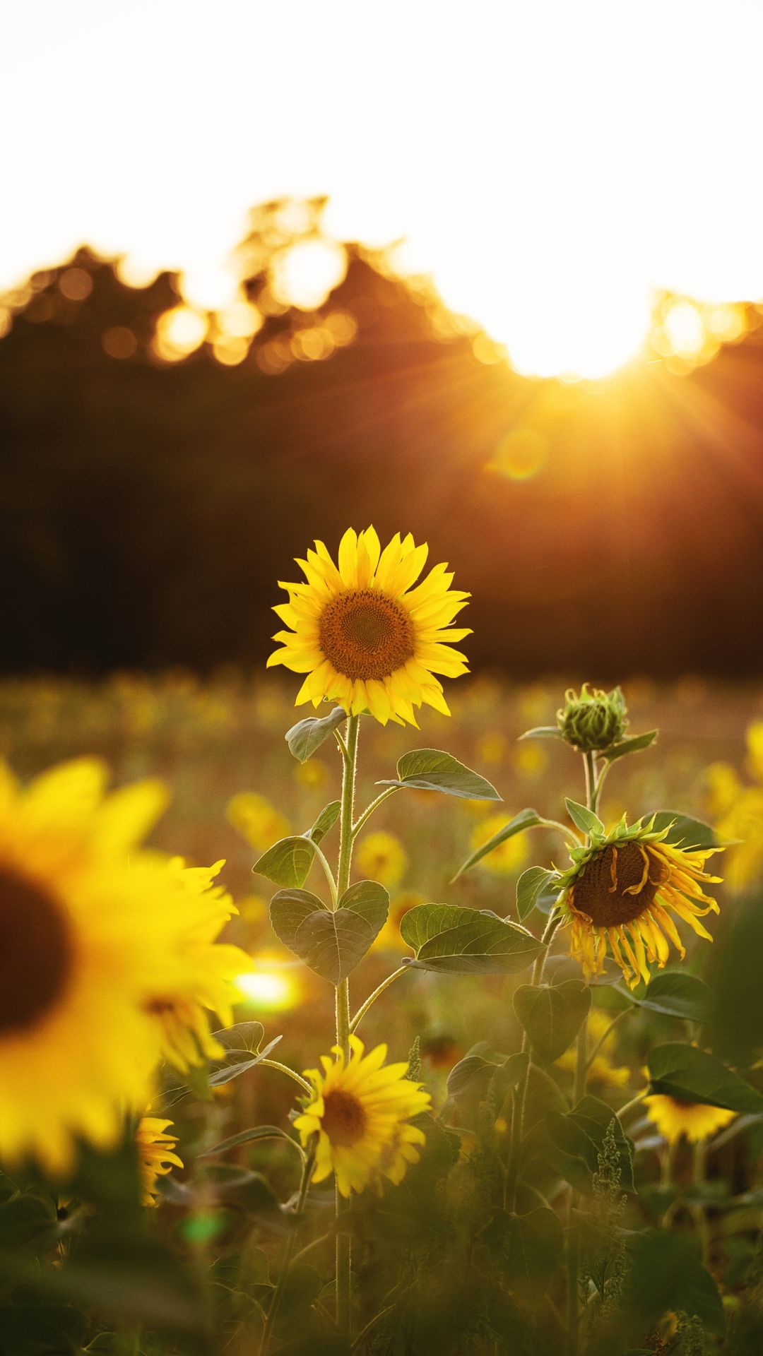 Detail Sunflower Wallpaper Hd Nomer 11