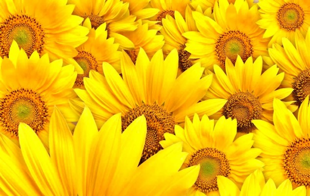 Detail Sunflower Wallpaper Hd Nomer 32