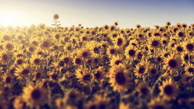 Detail Sunflower Wallpaper Hd Nomer 47