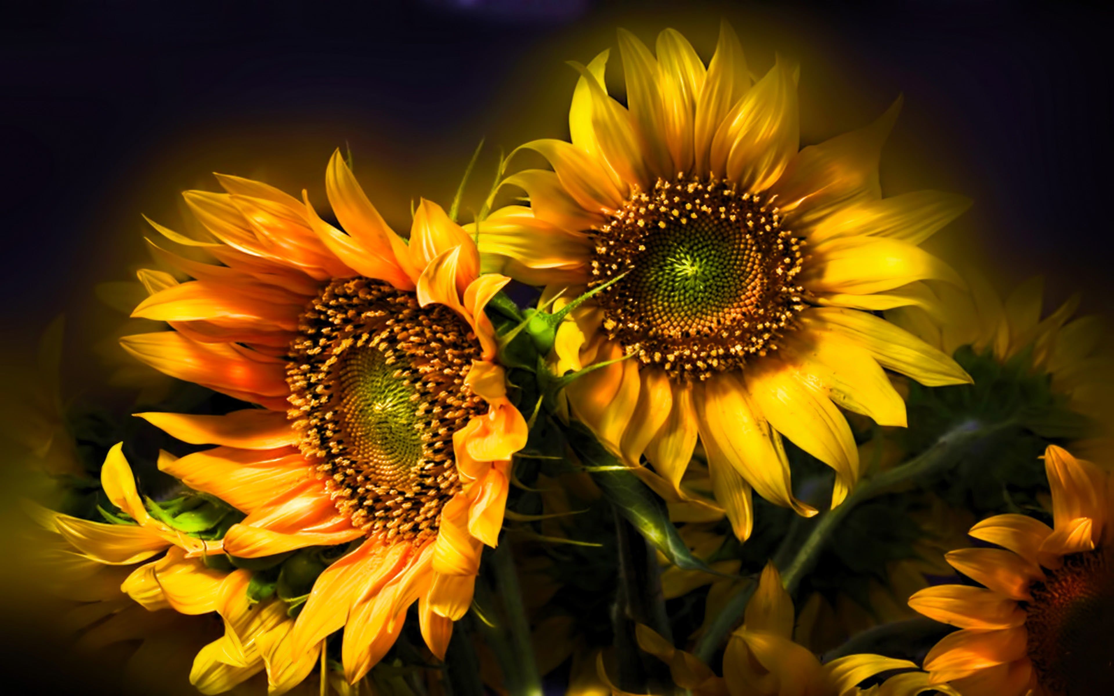 Detail Sunflower Wallpaper Hd Nomer 48