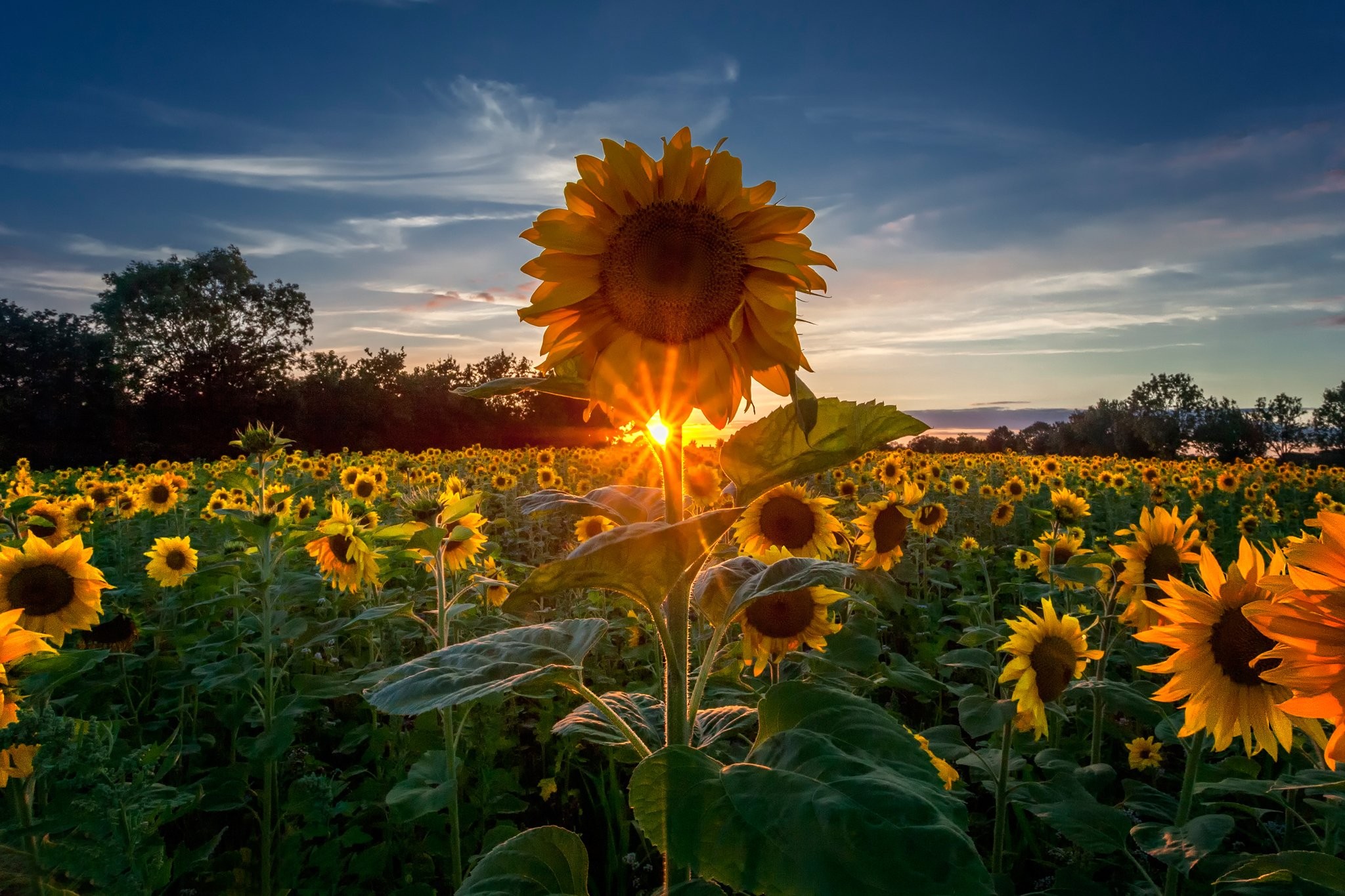 Detail Sunflower Wallpaper Hd Nomer 51