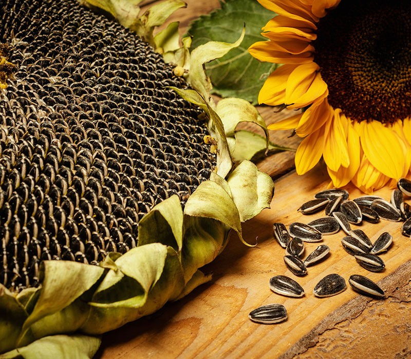 Sunflower With Seeds Images - KibrisPDR
