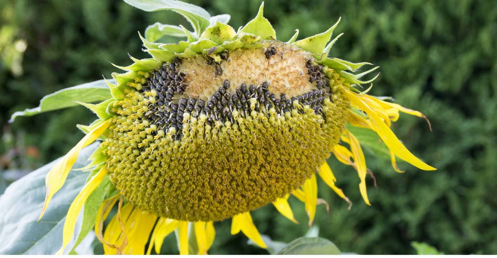 Detail Sunflower With Seeds Images Nomer 12