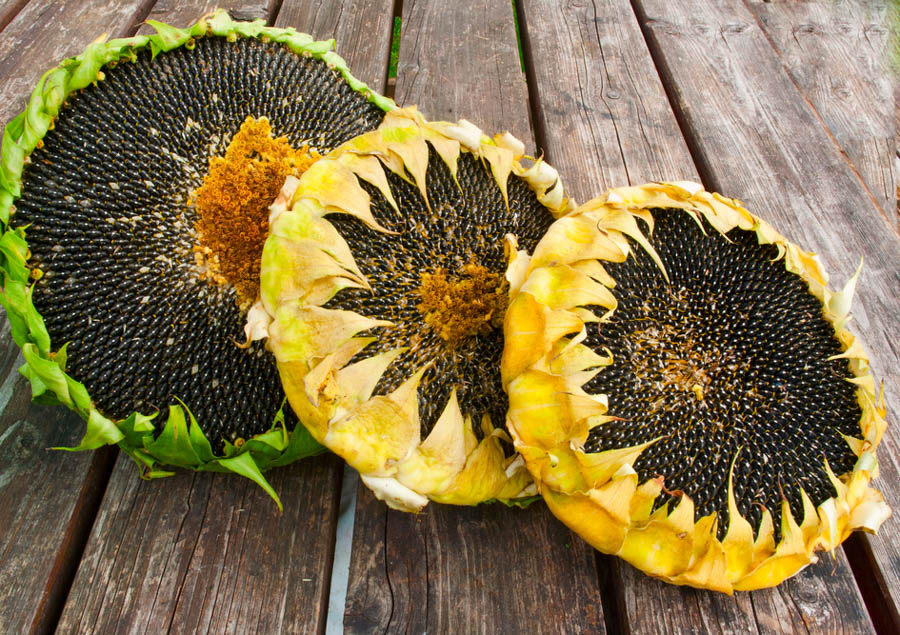 Detail Sunflower With Seeds Images Nomer 13