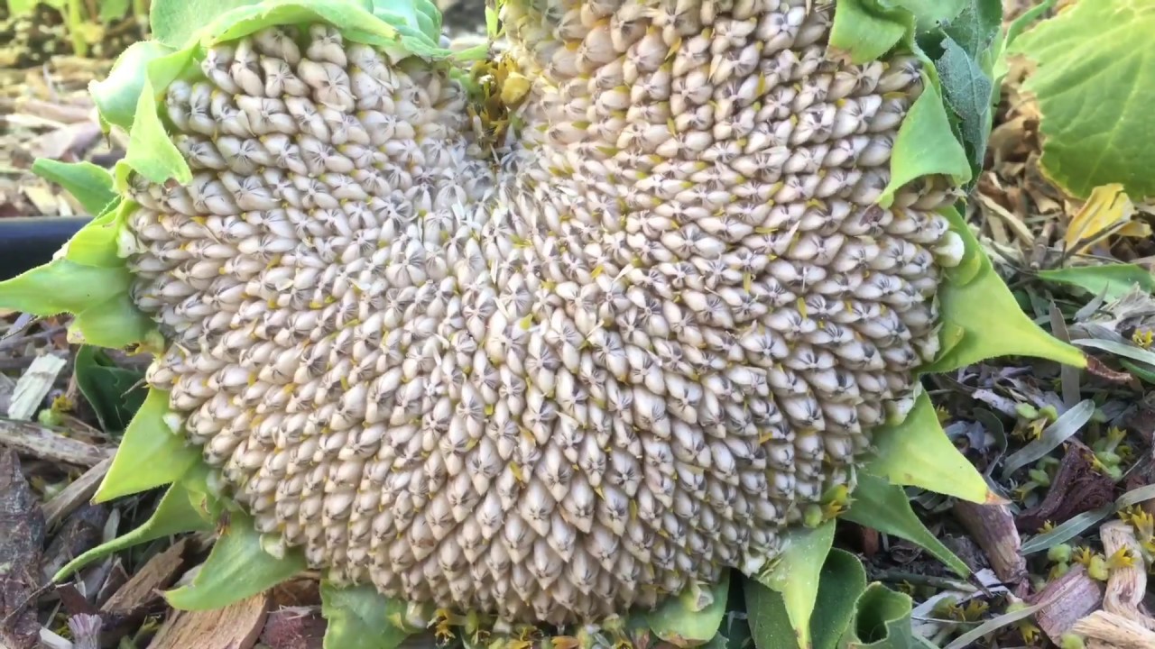 Detail Sunflower With Seeds Images Nomer 14