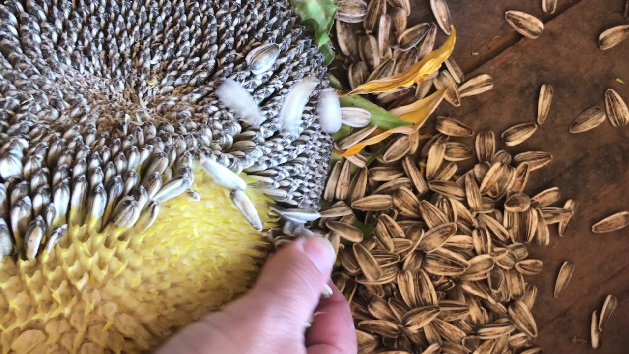 Detail Sunflower With Seeds Images Nomer 15