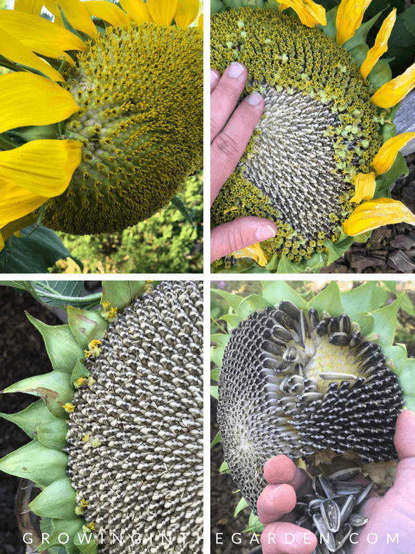 Detail Sunflower With Seeds Images Nomer 16