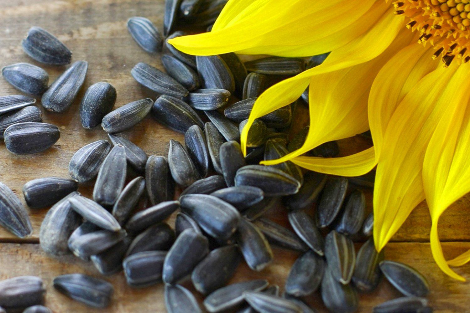 Detail Sunflower With Seeds Images Nomer 17