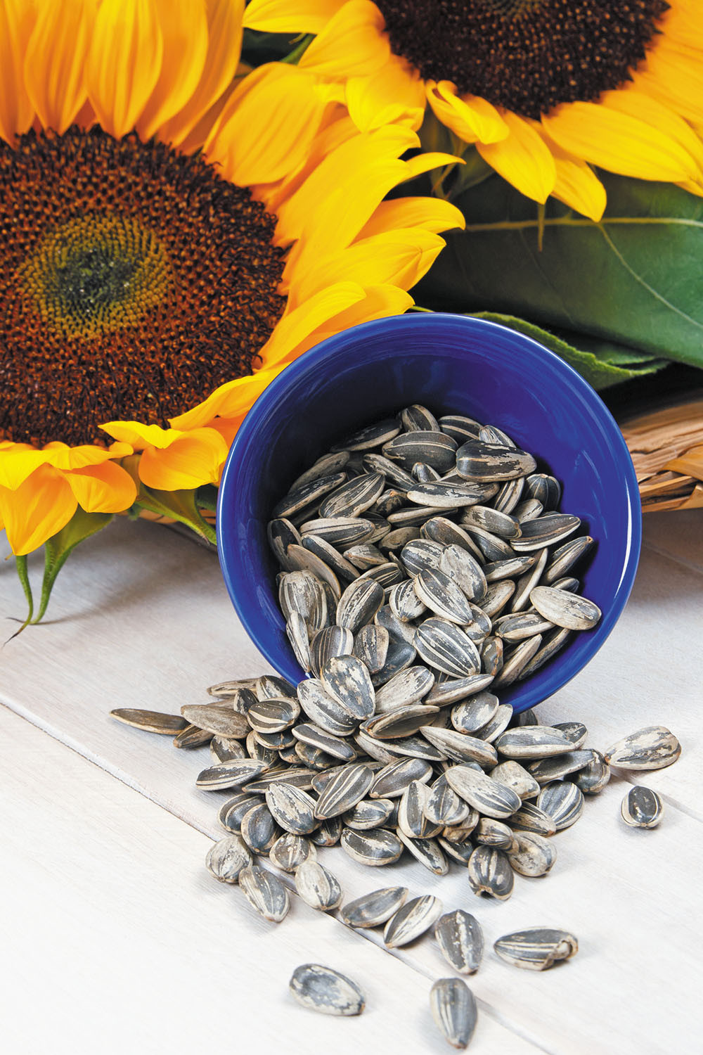 Detail Sunflower With Seeds Images Nomer 18