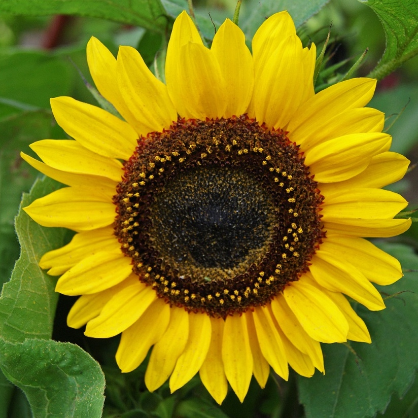 Detail Sunflower With Seeds Images Nomer 19