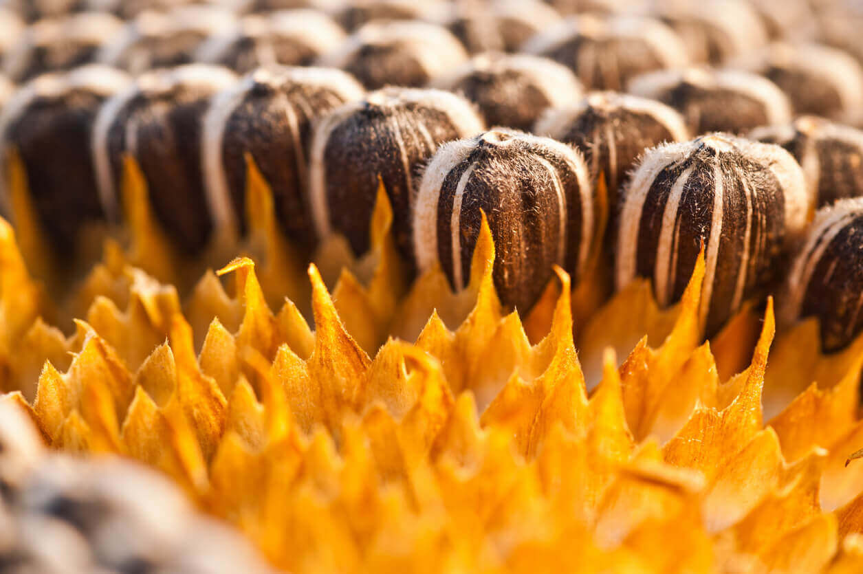 Detail Sunflower With Seeds Images Nomer 21