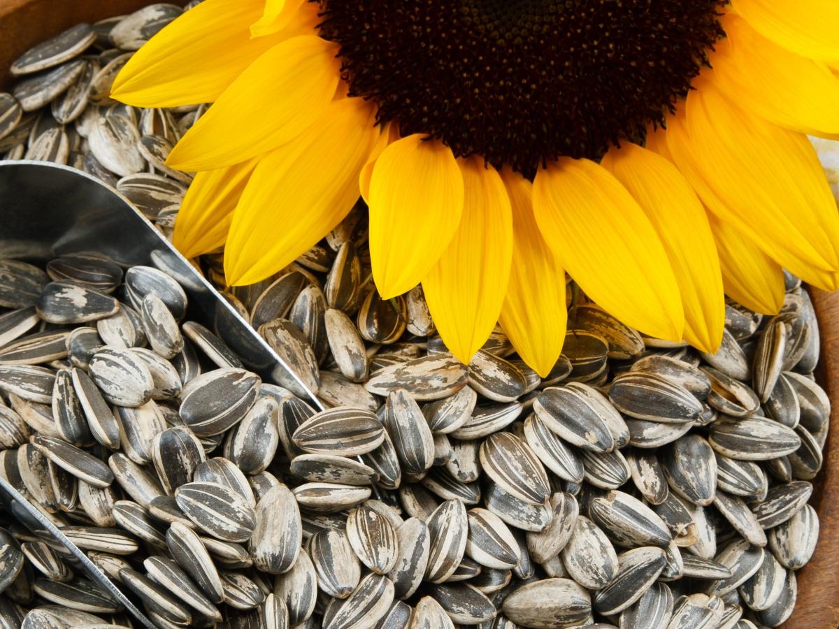 Detail Sunflower With Seeds Images Nomer 22