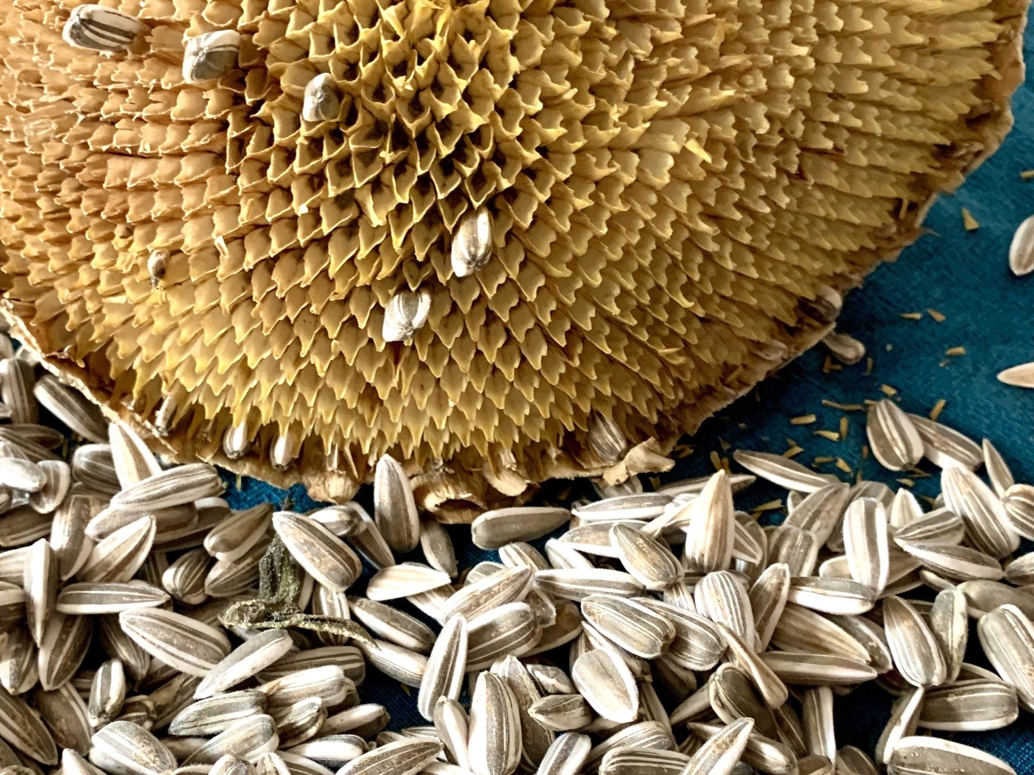 Detail Sunflower With Seeds Images Nomer 24