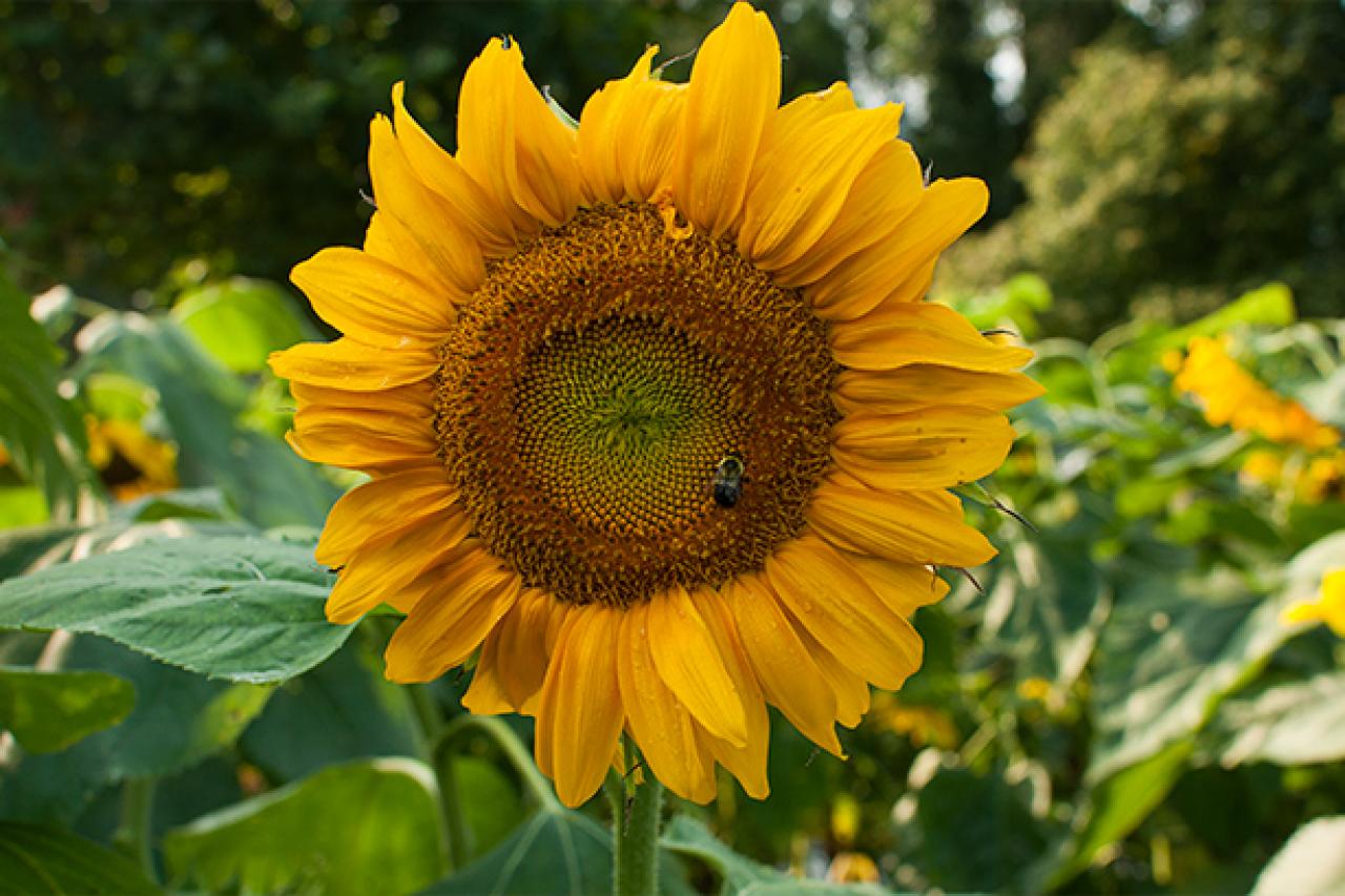 Detail Sunflower With Seeds Images Nomer 25