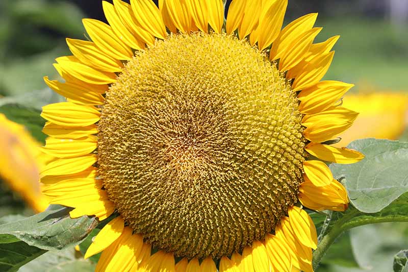 Detail Sunflower With Seeds Images Nomer 3