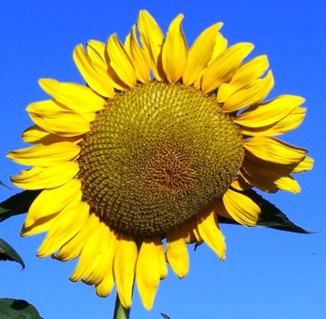 Detail Sunflower With Seeds Images Nomer 28