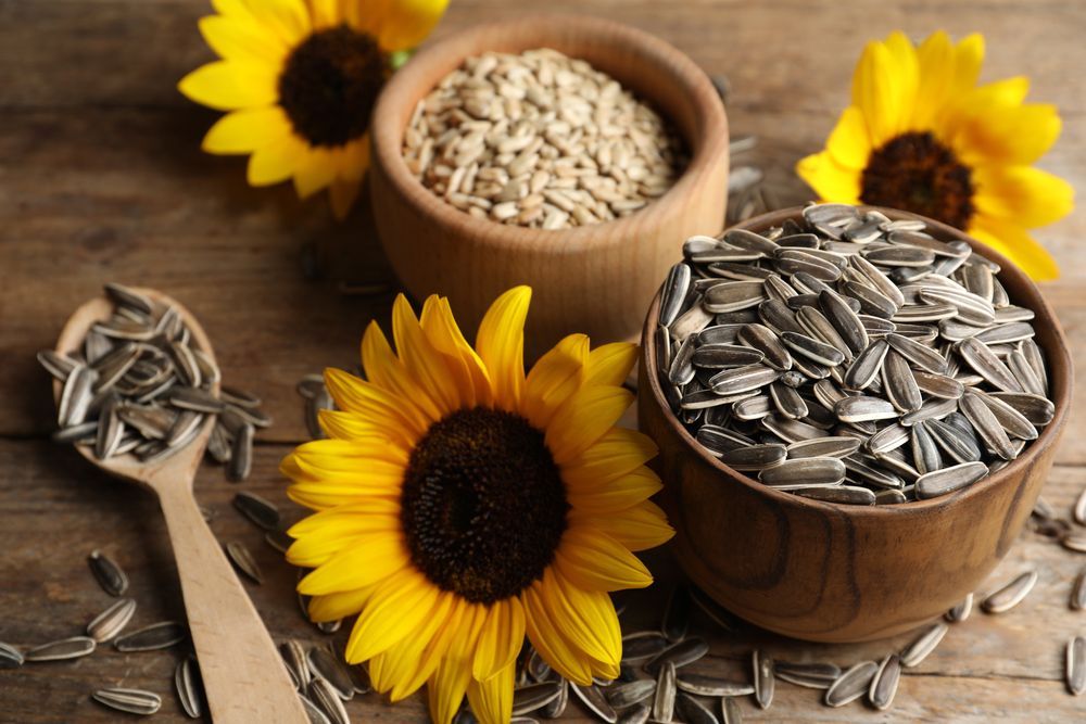 Detail Sunflower With Seeds Images Nomer 31
