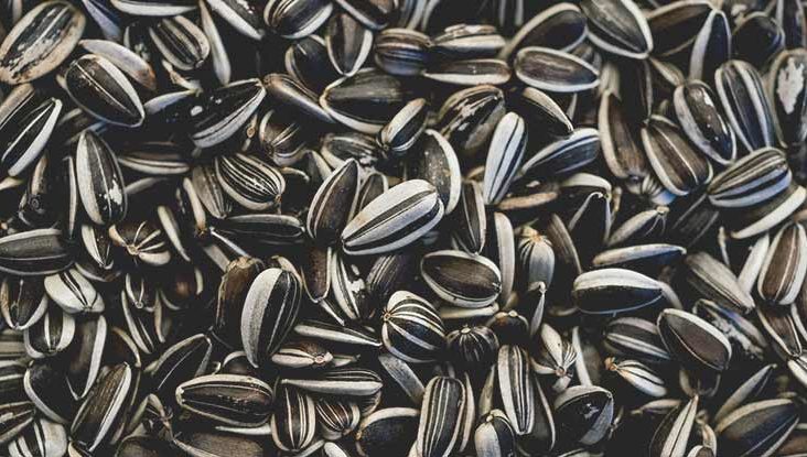 Detail Sunflower With Seeds Images Nomer 32