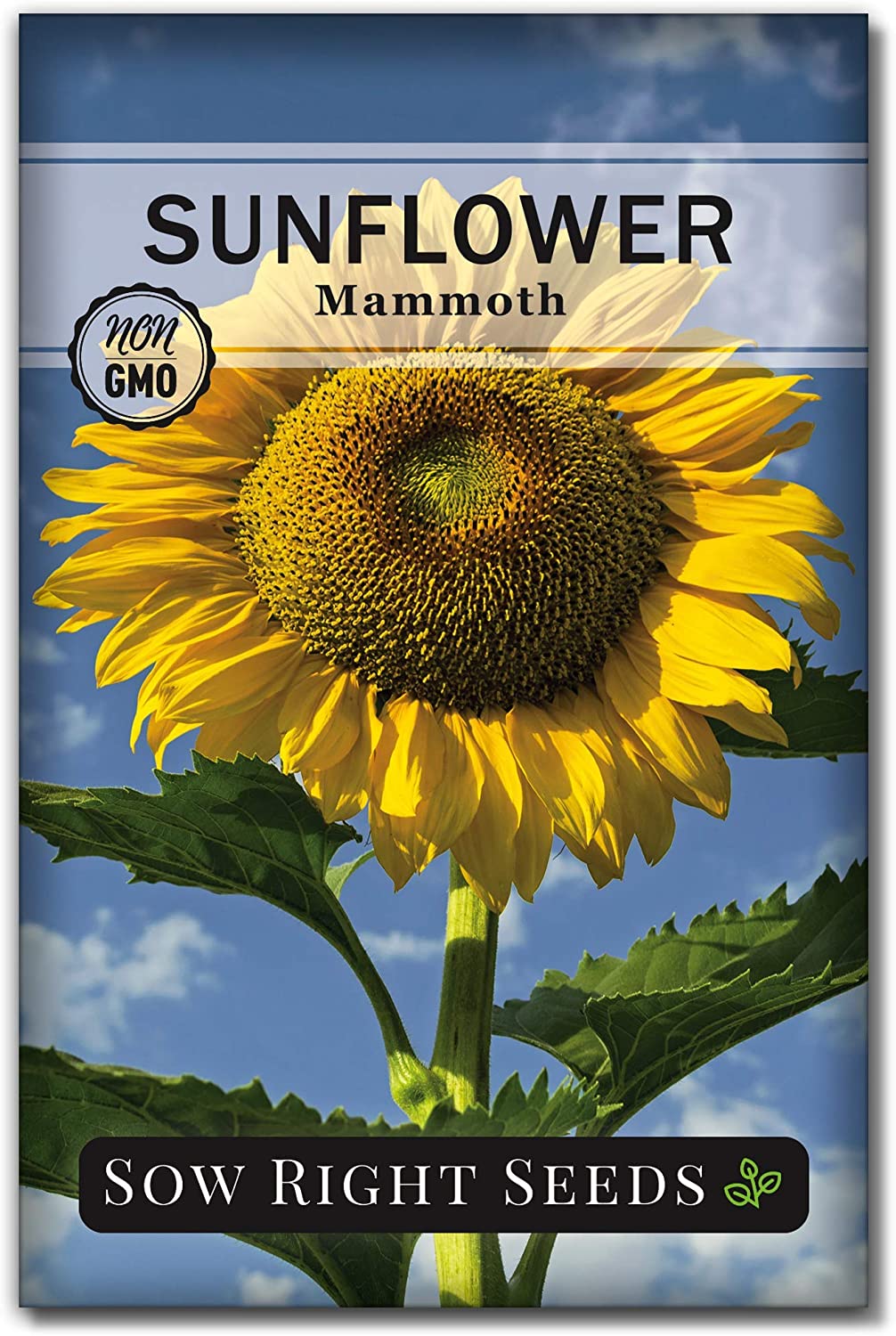 Detail Sunflower With Seeds Images Nomer 34