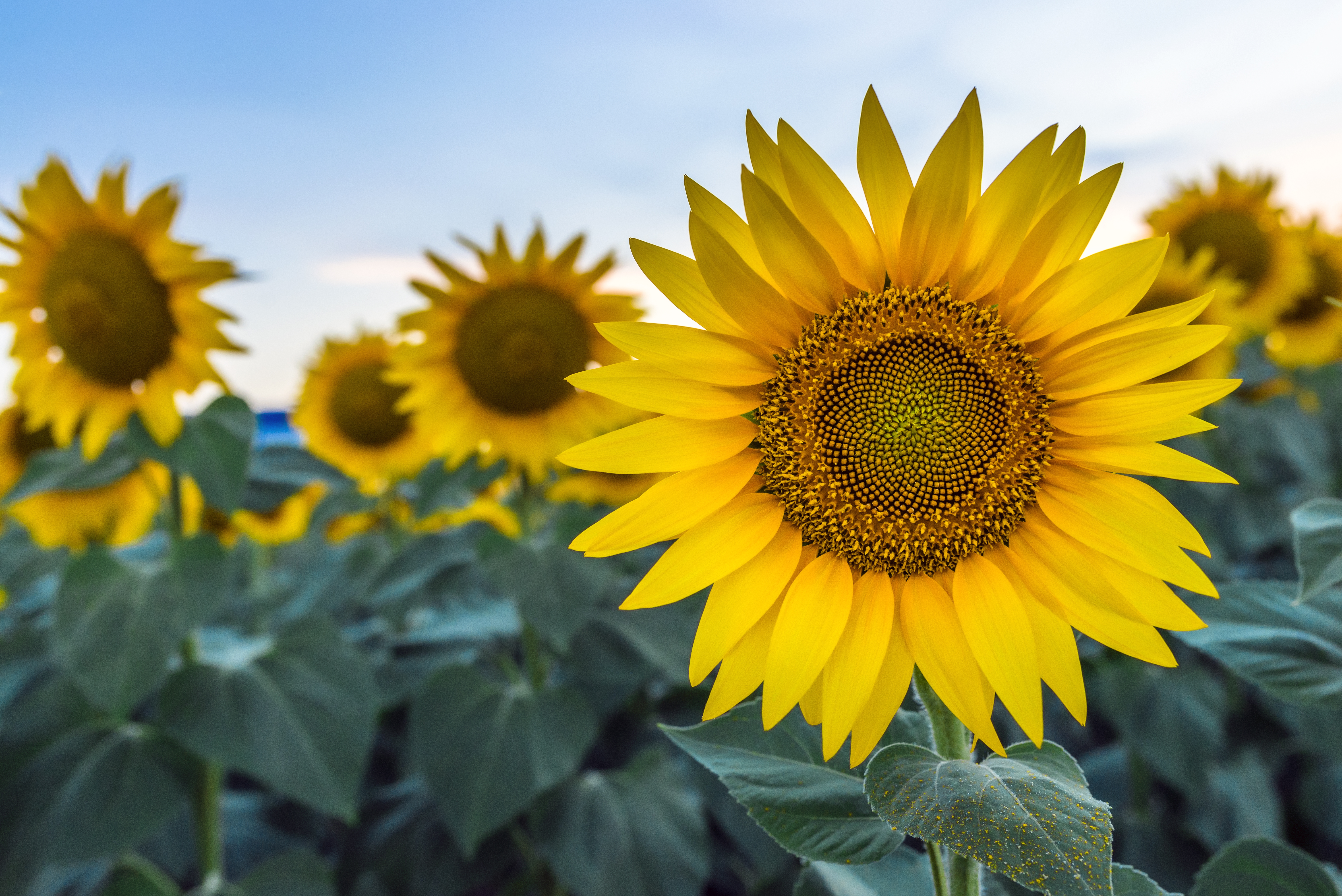 Detail Sunflower With Seeds Images Nomer 35
