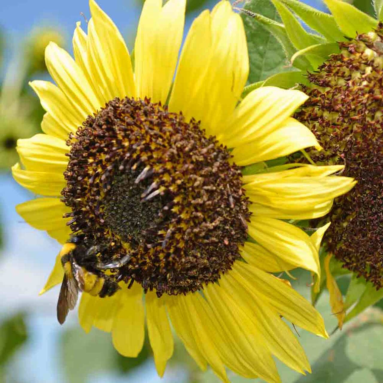 Detail Sunflower With Seeds Images Nomer 4