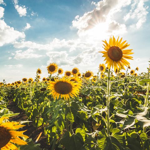 Detail Sunflower With Seeds Images Nomer 36