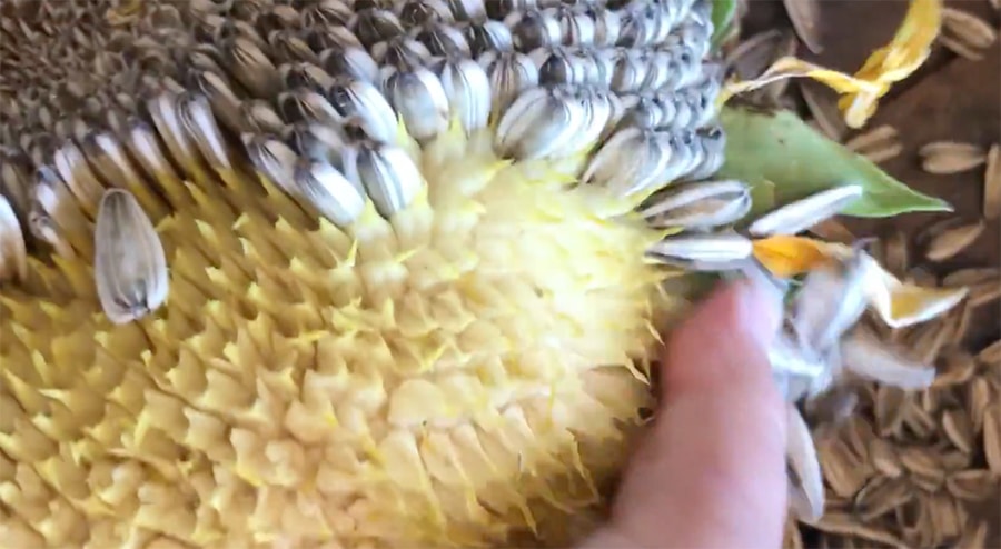 Detail Sunflower With Seeds Images Nomer 39