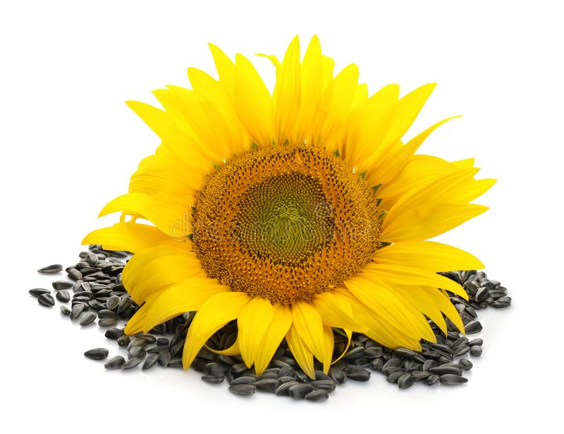 Detail Sunflower With Seeds Images Nomer 42