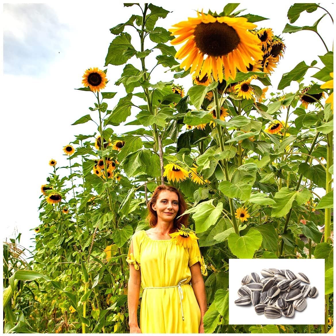 Detail Sunflower With Seeds Images Nomer 43