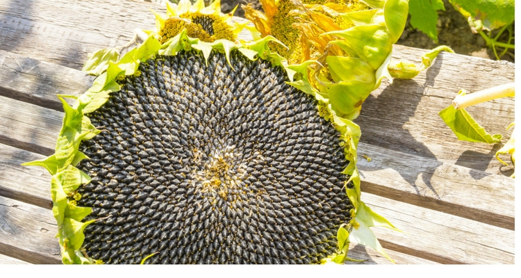 Detail Sunflower With Seeds Images Nomer 5