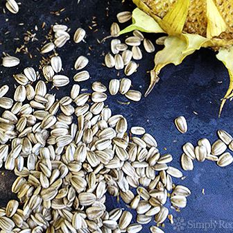 Detail Sunflower With Seeds Images Nomer 44