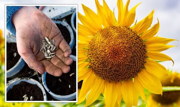 Detail Sunflower With Seeds Images Nomer 45
