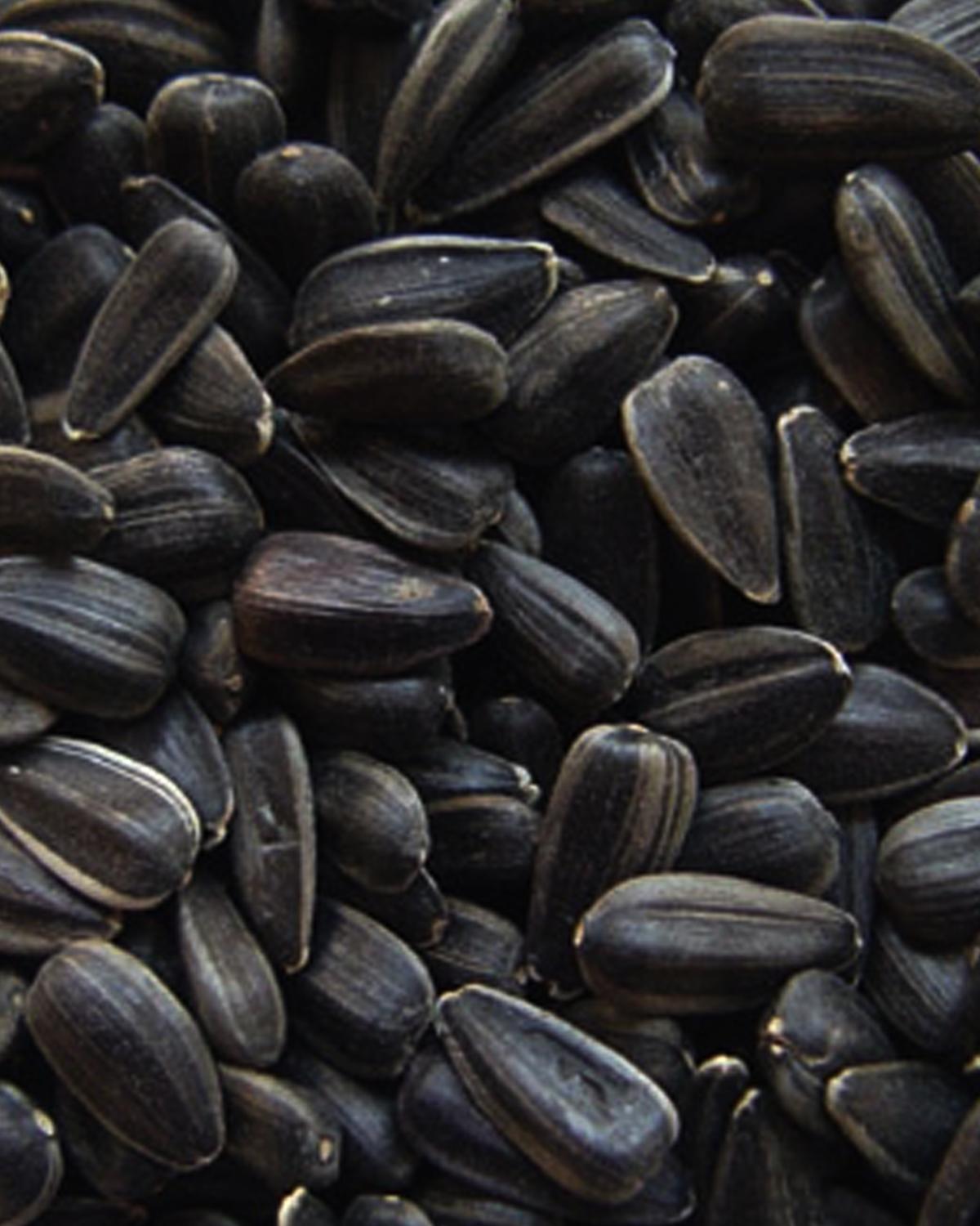 Detail Sunflower With Seeds Images Nomer 46