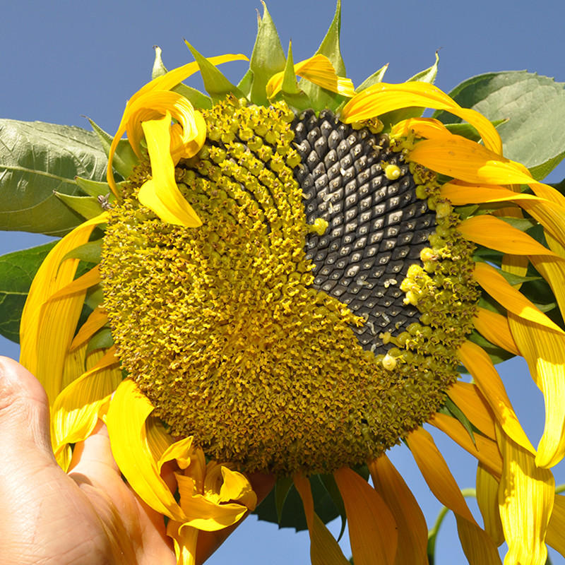 Detail Sunflower With Seeds Images Nomer 51