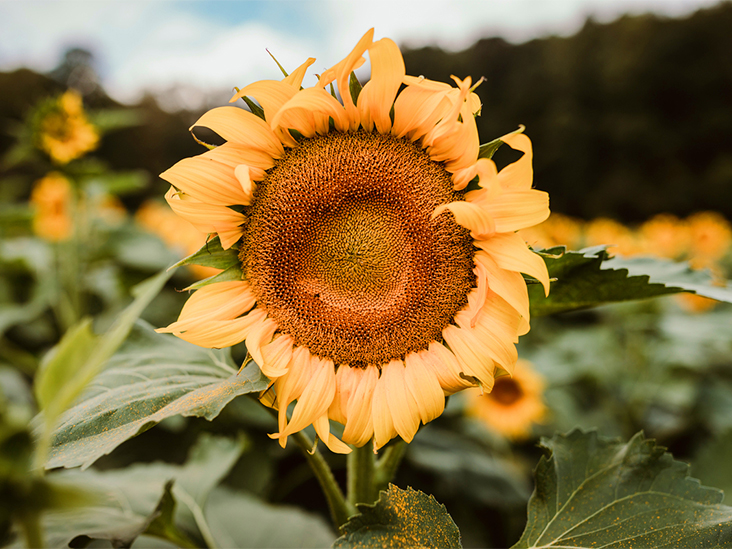 Detail Sunflower With Seeds Images Nomer 52