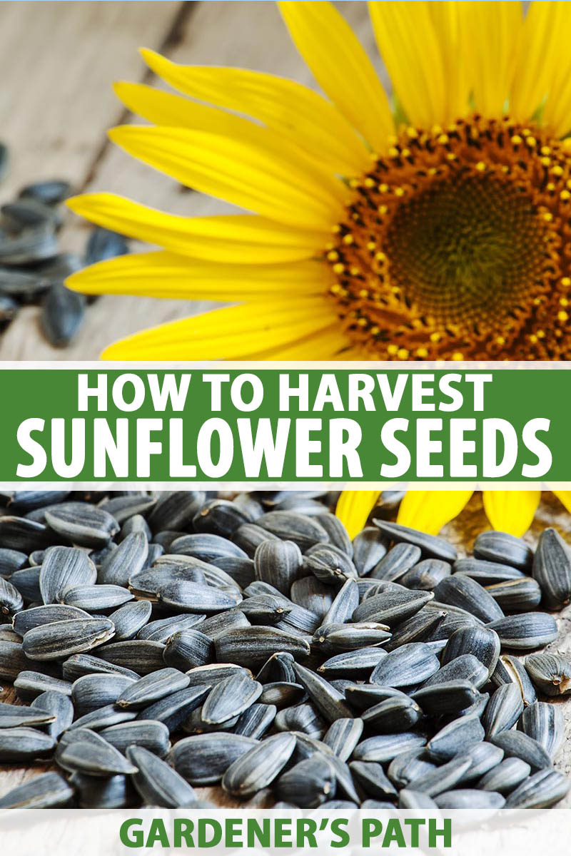 Detail Sunflower With Seeds Images Nomer 6